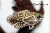 Wild Oscar fish displaying their distinctive markings in an aquarium