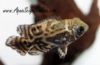 Wild Oscar fish displaying their distinctive markings in an aquarium