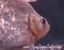 Close up view of Altuvei Piranha