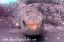 Close up view of a Wolf Fish