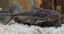Close up view of a Granulated Catfish