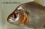 Close up view of a Gold Piranha showing it's golden colors