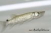 Close up view of an African Pike
