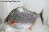 Close up of a Serrulatus Piranha