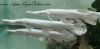 Close up of Platinum Alligator Gar